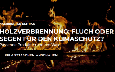 Holzverbrennung: Fluch oder Segen für den Klimaschutz?